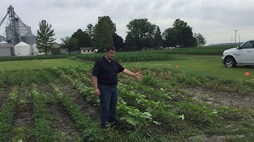 Herbicide site of action demo: Part 2, Plot setup