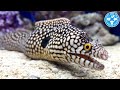 【チャーム】海水魚  ムラエナ メラノティス Muraena melanotis ウツボ charm動画