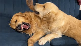 Golden Retriever Dad Has a Heated Argument With His Son