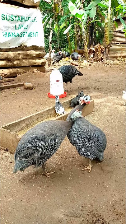 Guinea Fowls fighting .