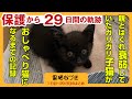 【保護からの29日間の軌跡】衰弱して声も出せなかった黒子猫がおしゃべり猫になるまで