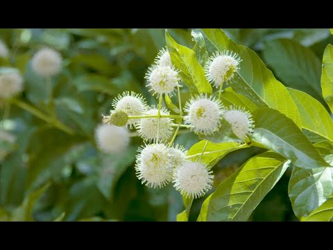 Video: Buttonbush Plant Info - Meer informatie over het kweken van Buttonbush-heesters