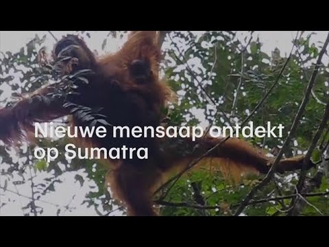 A Rare Look at the Secret Life of Orangutans | Short Film Showcase