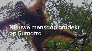 Unieke soort mensaap ontdekt  - RTL NIEUWS