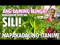 Ang daming sili paano nga ba ito itinatanim sili planting tutorial  haydees garden