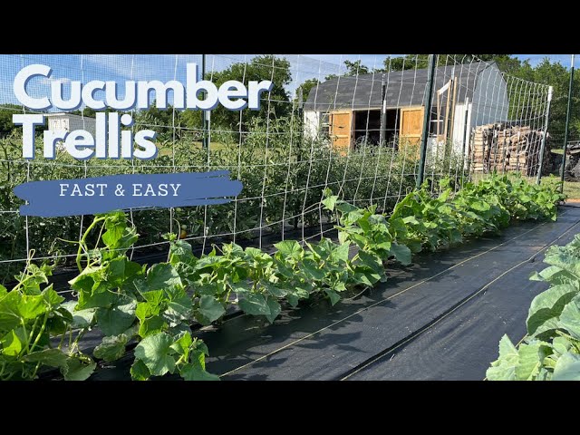 Cucumber Trellis  Fast and Easy 