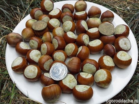 Video: Lískový ořech 
