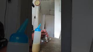 Paano Mag Handfeed Ng Inakay