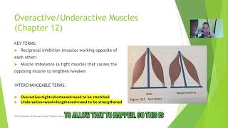 NASM CPT Test Prep - Understanding Overactive/Underactive Muscles