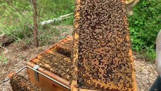 Beekeeping. Single Brood chamber management. June 1 part 2