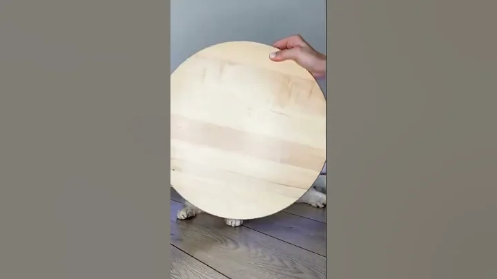 Video 8733611: cats cute pets compilation, cat compilation funny pet, wild cat pet, cat pet fun cute, lazy cat, cutest cats