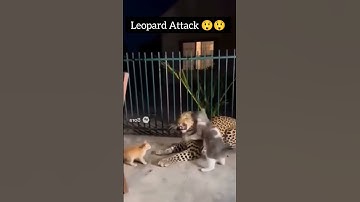 “Leopard Attacks Cat But What Happened Next Will Shock You! 😱🐆🐱”#shorts