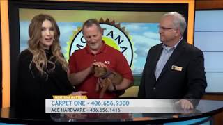 Montana Matters Ace and Carpet One Cute Pets