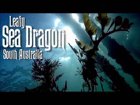 Leafy Sea Dragon