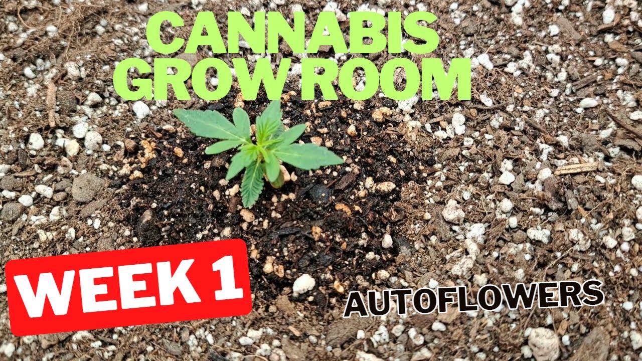 Cannabis Grow Room: Week 1 Of Autoflower Run