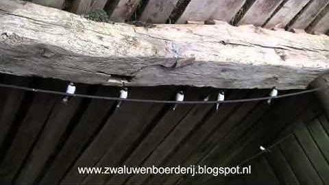 Acrobaat voert jonge boerenzwaluwen