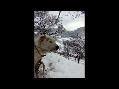 ჩემი მეორე ფერმა მდებარეობს ახალციხის მაღამთიან სოფელში... ჭვინთა