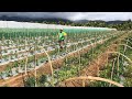 Diy insect net greenhouse  pruning ng sili at tanim ng green bell