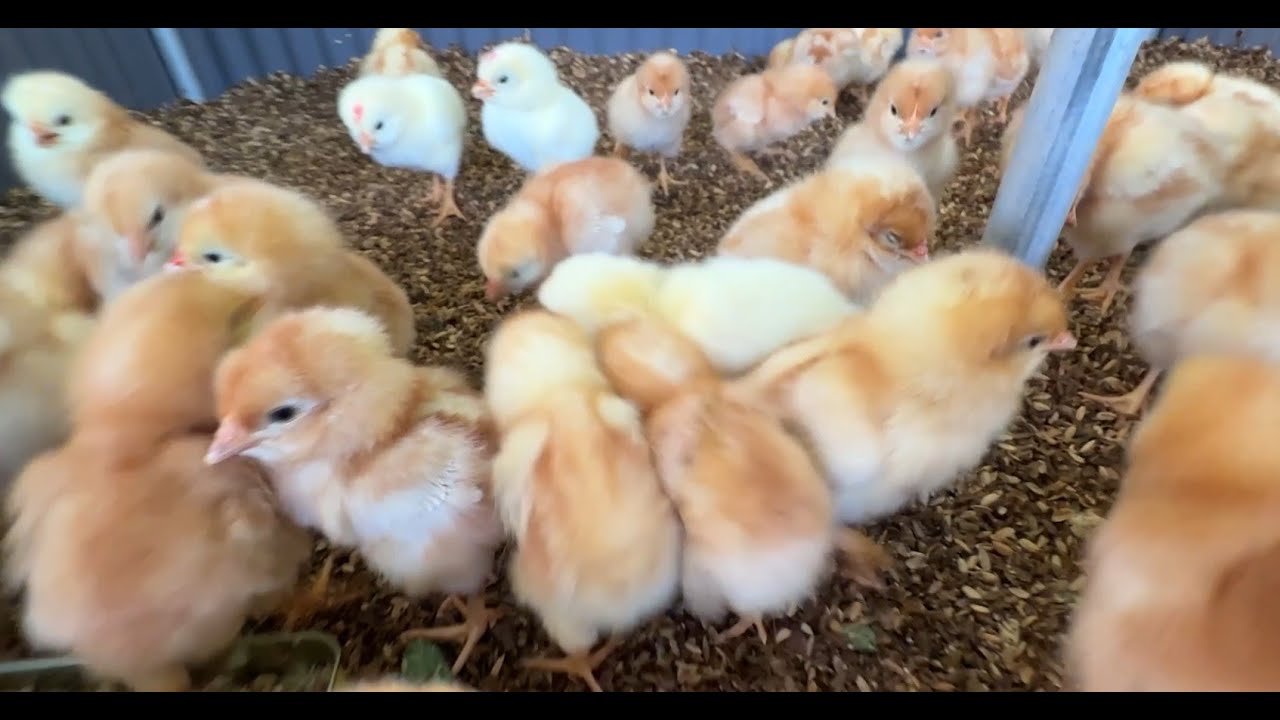 We've welcomed some new chicks! - YouTube