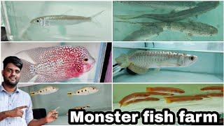 Unique Monster fish farm visitation | chennai | தமிழ்