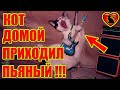 Кот постоянно возвращался с улицы пьяный. Пришлось выяснять, кто его спаивает.