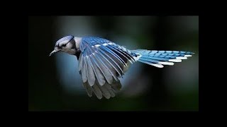 Flight of the Future Science Fiction or Reality - The Best Documentary Ever