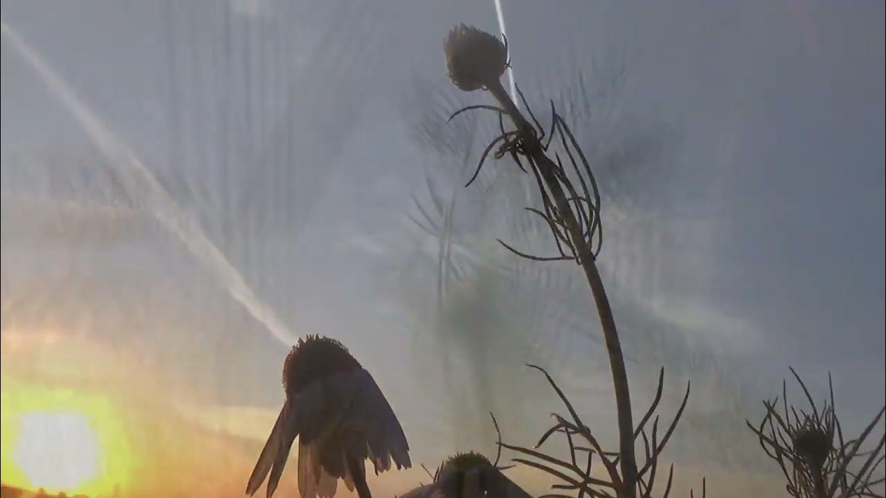 Henrik Chaim Goldschmidt, Gabriel's Oboe YouTube