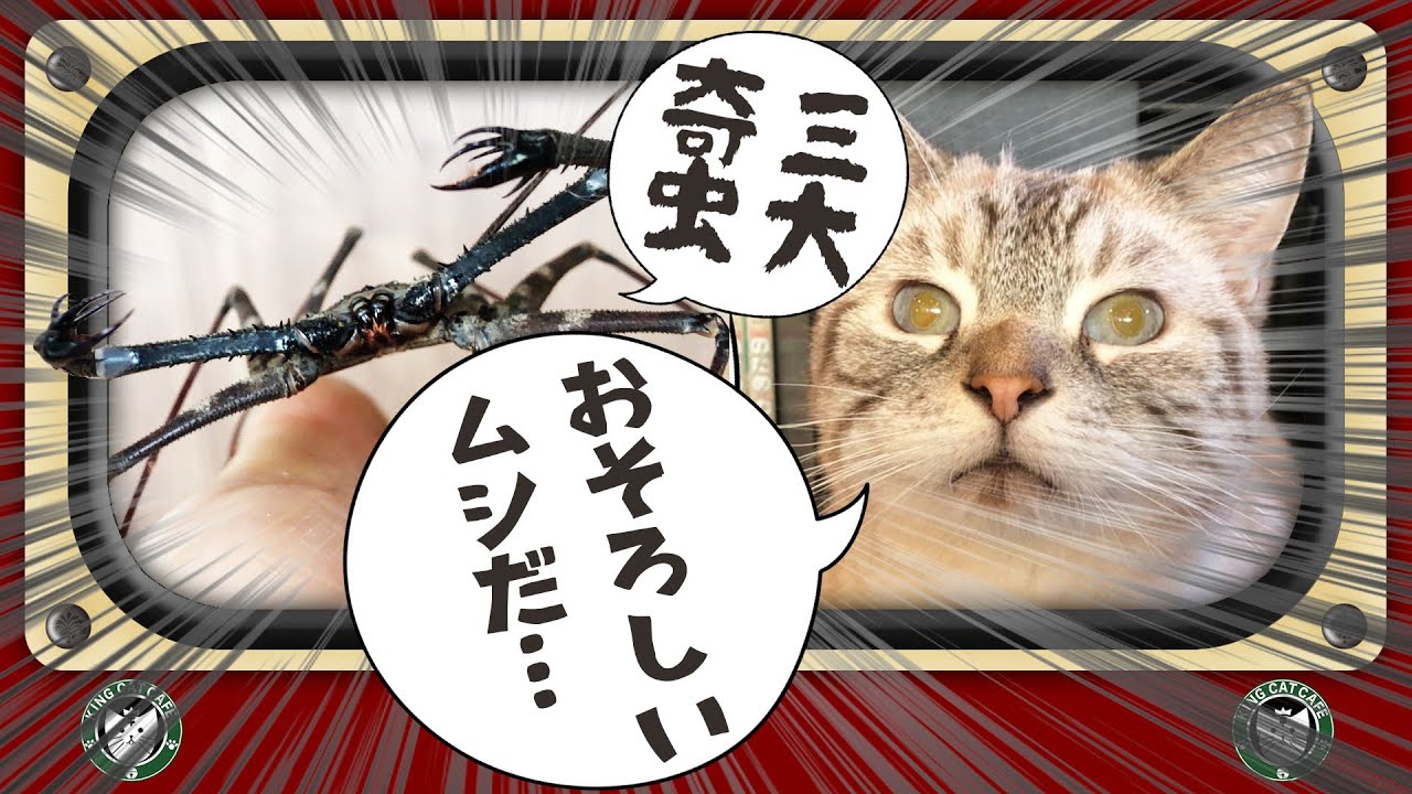 虐待の可能性有り 閲覧注意 Npo法人 動物愛護団体 あわねこ保育園