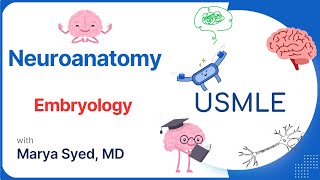 High-Yield Neuroanatomy Cns Embryology Usmle Essentials Case 9 Review
