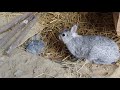 criando CONEJOS En La Naturaleza // Còmo Abandonan Los Bebés Conejos La Madriguera// supervivencia