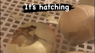 Caught on Camera / Watching These Chicks Hatch / Baby Chicks #babychicks #homesteading #chickens