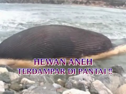 VIDEO KEJADIAN ANEH TAPI NYATA HEWAN ANEH YANG TERDAMPAR VIDEO KEJADIAN ANEH TAPI NYATA HEWAN ANEH YANG TERDAMPAR