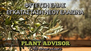 Φύτευση Ελιάς‼️ Εγκατάσταση Νέου Ελαιώνα‼️Πότε, Αποστάσεις φύτευσης, Έδαφος κ.α! Plant Advisor