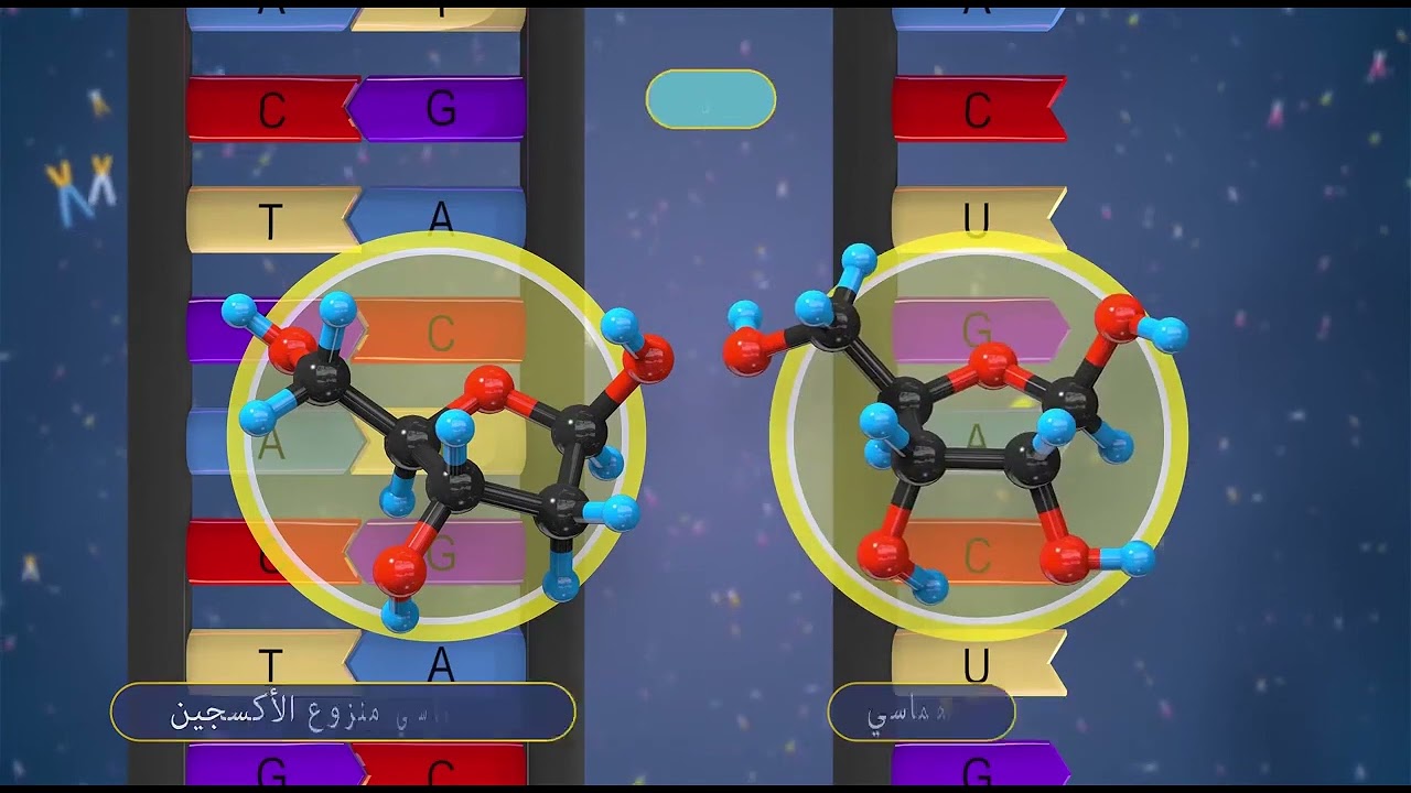 الفرق بين DNA و RNA - علم الاحياء