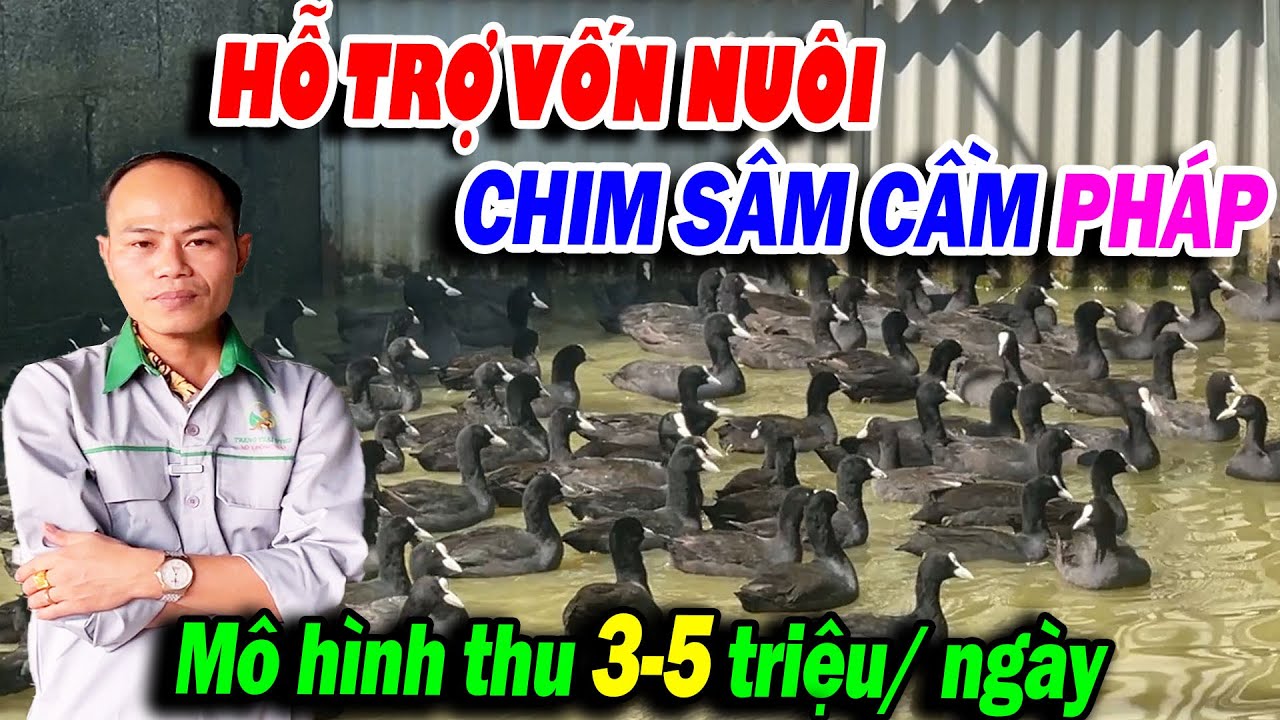 HỆ THỐNG TRANG TRẠI SỐ 01 ĐỒNG NAI HỖ TRỢ VỐN NUÔI CHIM SÂM CẦM PHÁP-THU LÃI 3-5 TRIỆU ĐỒNG MỖI NGÀY