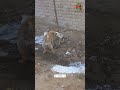 روابط عاشقانه دوتاسگ جوان Natural Animals Dog Dogs Cute Puppy Shorts Short Dogshorts Funny