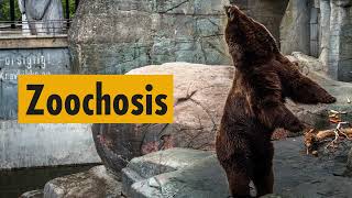 Zoochosis by Born Free Foundation 2,605 views 3 months ago 1 minute, 44 seconds