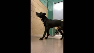 Meet Steve A Terrier, Pit Bull Currently Available For Adoption 9272023 104222 Am