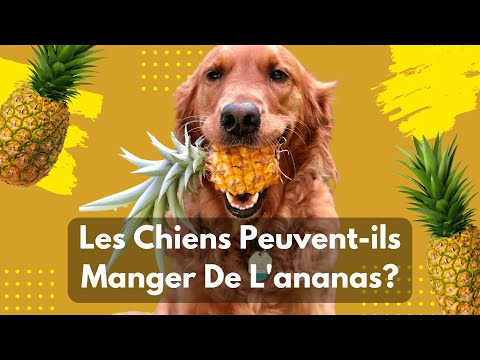 Vidéo: Cannabidiol Soft Chews peut aider les chiens souffrant d'anxiété de séparation