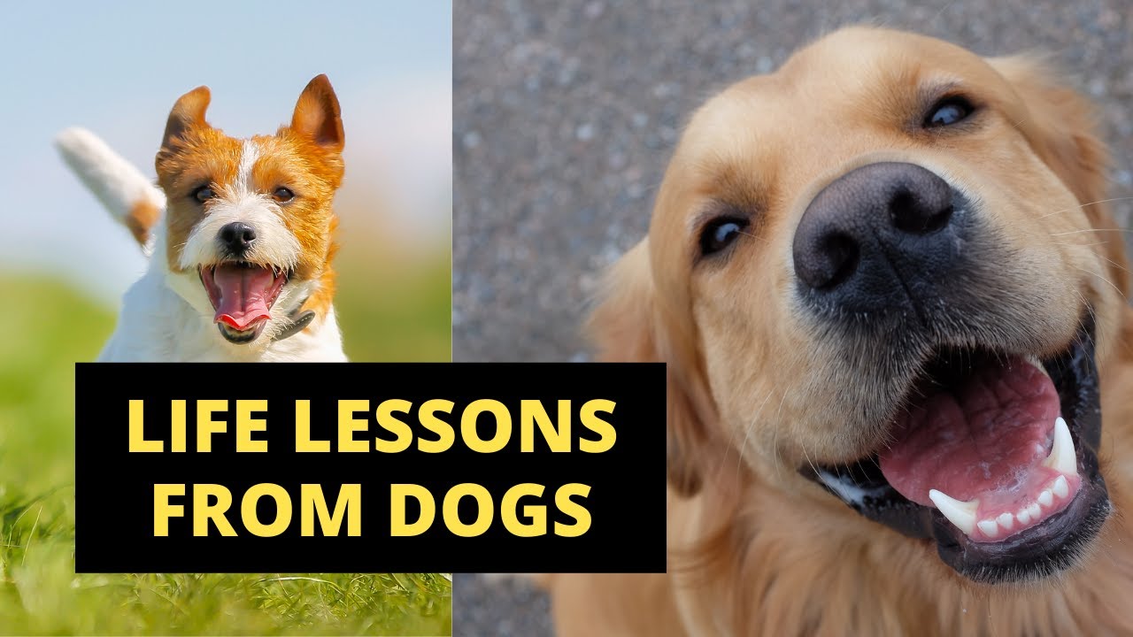 Life Lessons From Dogs