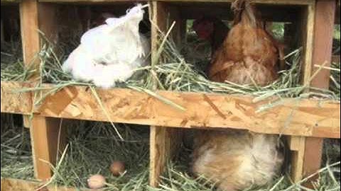 Dab Neeg Mus Pw Teb Ntsaus Ntuj Poj Ntxoog Los Xuas Qaib