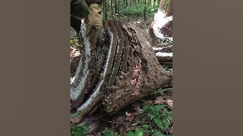 tổ ong cắn lá khủng nhất 2020 18kg