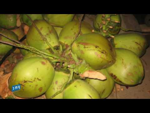 Cách bảo quản trái dừa - Quản lý Canteen