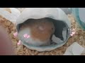 黃金鼠 哈妮日常15 叫哈妮進球球裡面跑跑但是她一直洗臉臉😅🐹