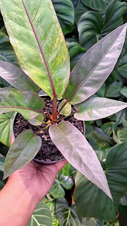 Antorium Hokeri black varigata#plants #garden #green #nature #housplants #tanamahias #orchids#aroids