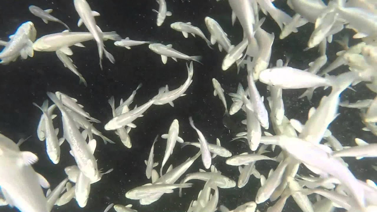 4-6" Platinum Ogon Koi from Blue Ridge Fish Hatchery - YouTube