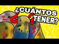 ¿CUÁNTOS PERIQUITOS DEBO TENER?