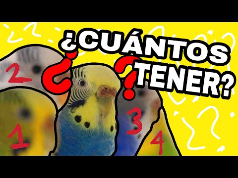 Video: ¿Debería tener uno o dos periquitos?