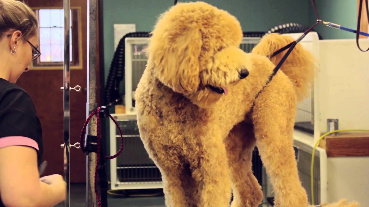 What to expect with your pet grooming services | Call 317-769-5100