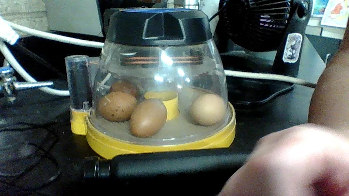 Chickens Hatching 2022